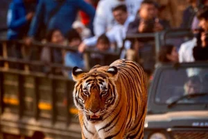 from-jaipur-2-days-1-night-ranthambore-tiger-safari-tour-4006862