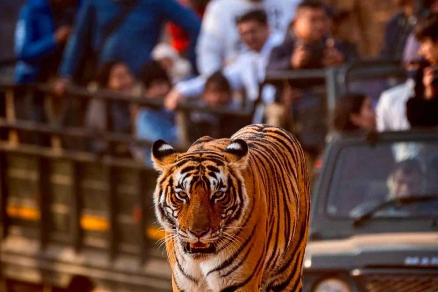 from-jaipur-2-days-1-night-ranthambore-tiger-safari-tour-4006862